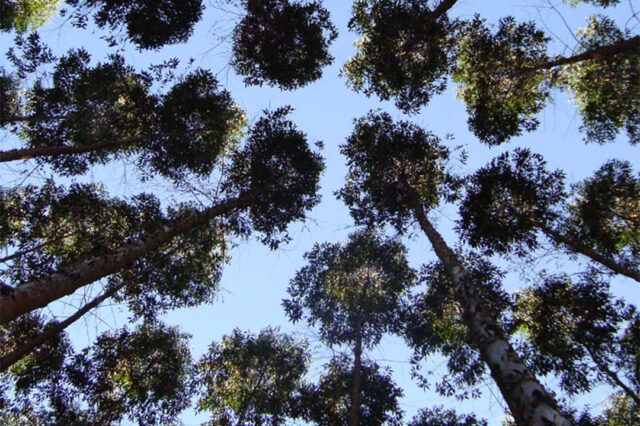 ¿De qué energía sustentable están hablando? Eucalipto y producción de carbón vegetal en Carajás, Amazonia, Brasil