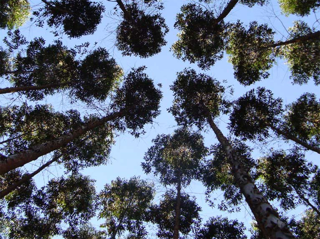 ¿De qué energía sustentable están hablando? Eucalipto y producción de carbón vegetal en Carajás, Amazonia, Brasil