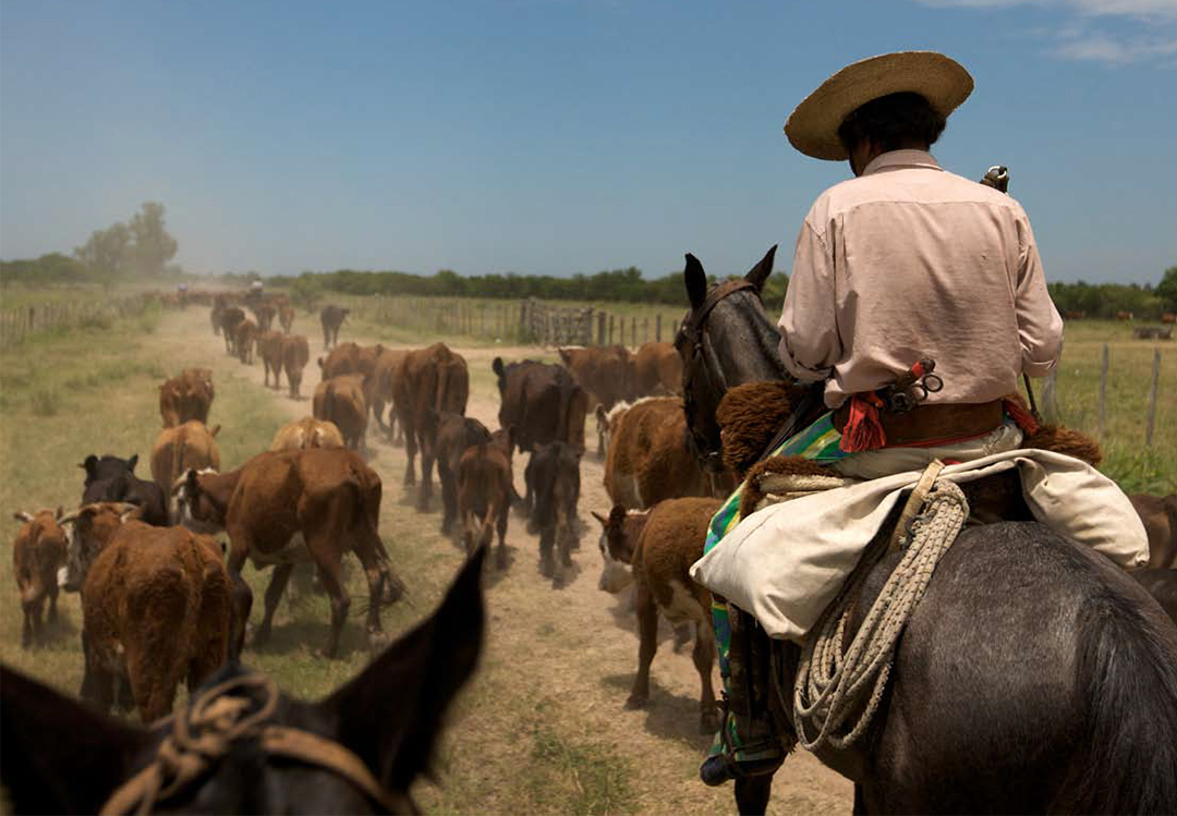 Los cambios en la producción ganadera en la posconvertibilidad La expansión sojera y su impacto sobre la ganadería: Las nuevas formas de producción