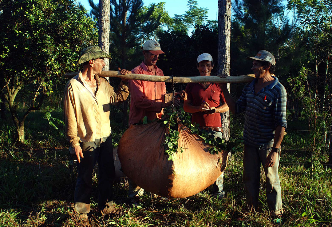 Acerca de la estructura y condiciones del empleo en el sector agropecuario argentino