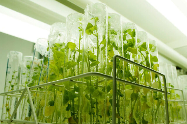 Desarrollo de la agrobiotecnología en la Argentina: Nuevas tecnologías, renovadas problemáticas