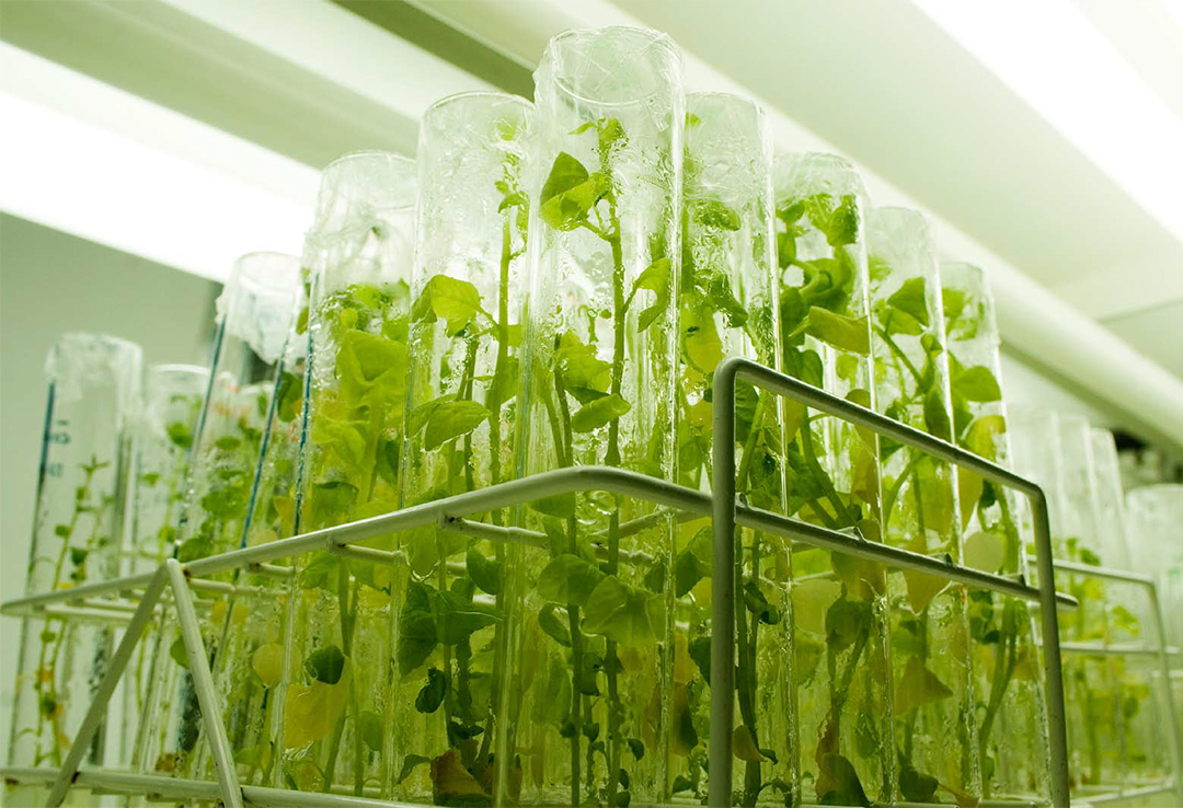 Desarrollo de la agrobiotecnología en la Argentina: Nuevas tecnologías, renovadas problemáticas
