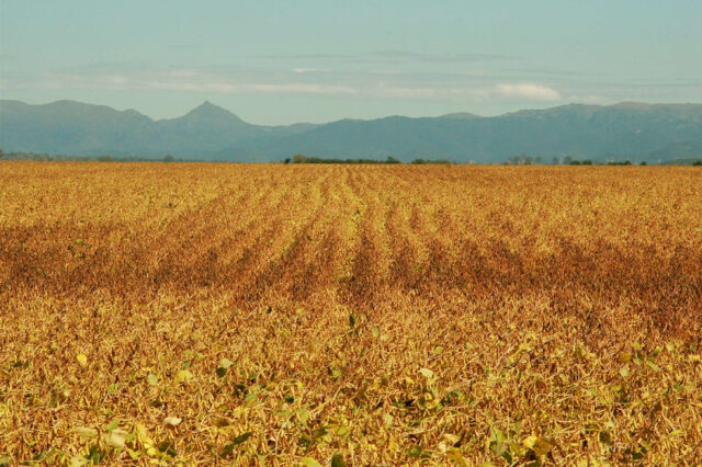 El avance de la frontera agrícola en regiones extrapampeanas