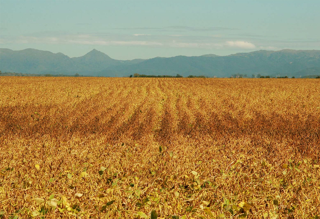 El avance de la frontera agrícola en regiones extrapampeanas