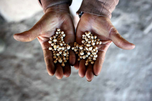 Investigación pública orientada al agro en la Argentina: apropiación, trayectorias y disputas