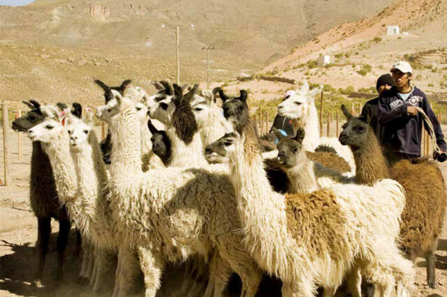 Jujuy: economía y sociedad en una mirada de larga duración