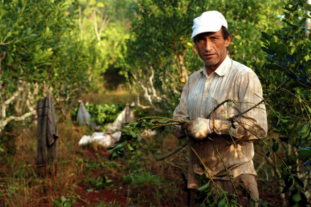 Potencialidades y desafíos para el desarrollo de la agricultura familiar en el Nordeste argentino