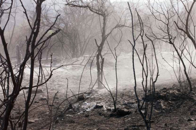 Caracterización y situación actual de los bosques nativos en el centro sur de la provincia de Córdoba