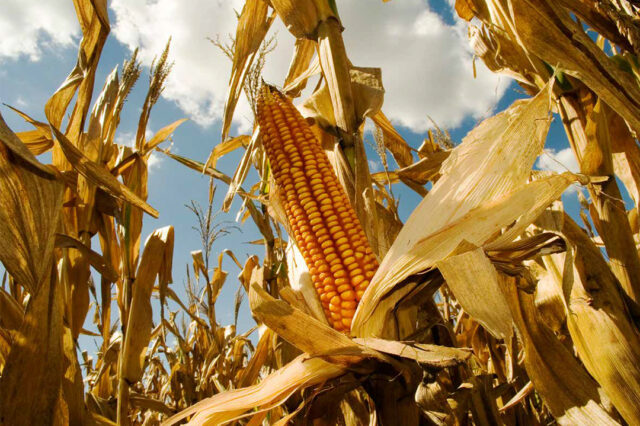 Hablemos de soberanía alimentaria