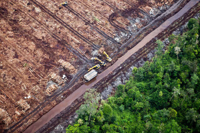 Bosques y extractivismo en la Argentina