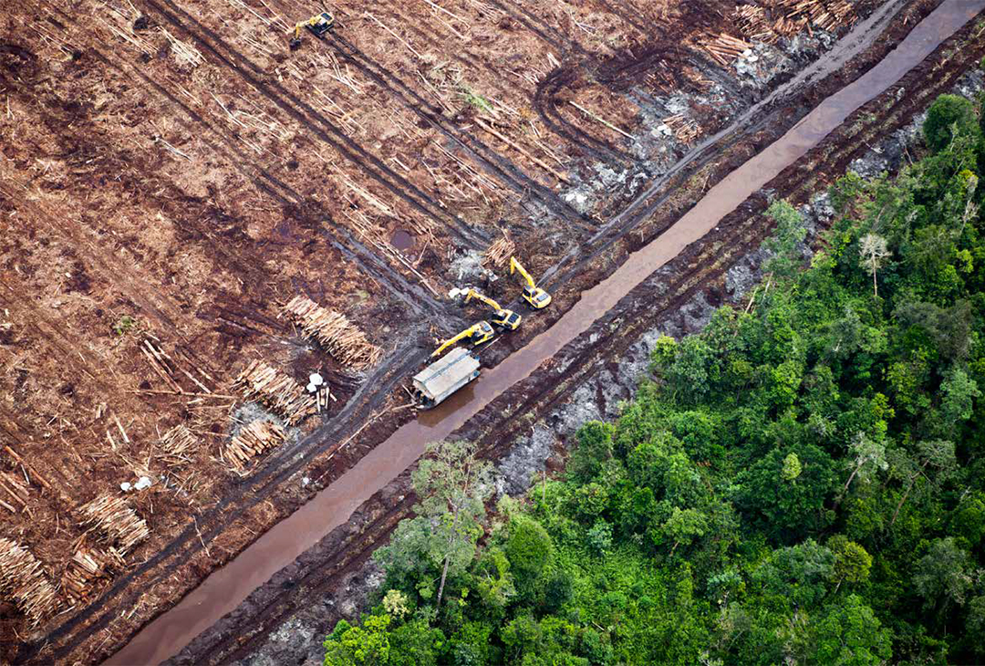 Bosques y extractivismo en la Argentina